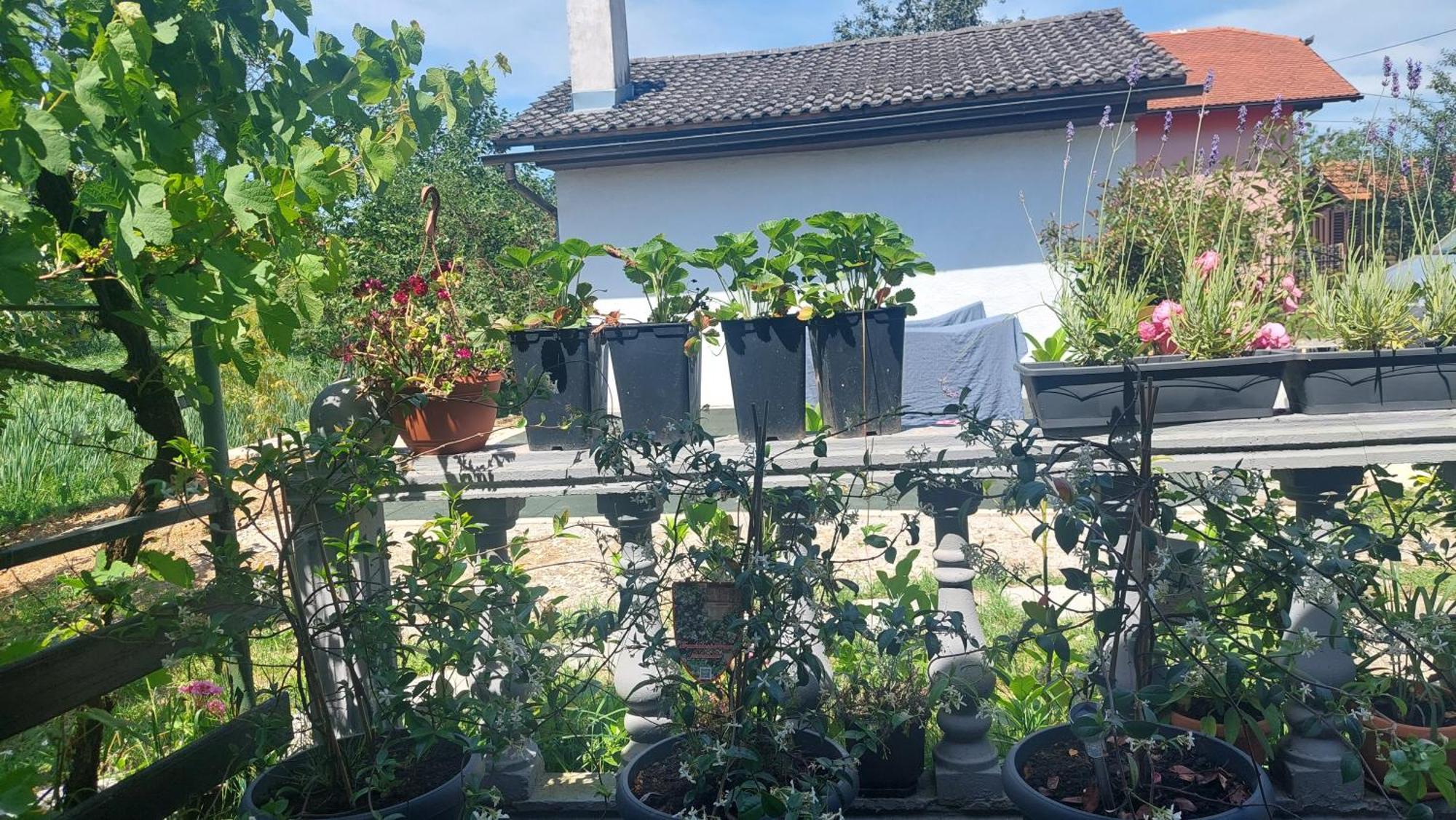 Kod Ane Lägenhet Belavici Exteriör bild